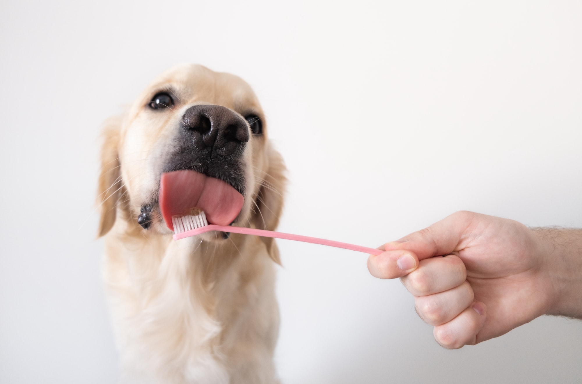Brushing a dog's teeth. Male hand holds animal toothbrush.